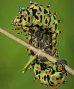 微观世界的奇迹：《昆虫世界》—— 探索昆虫的生命奥秘